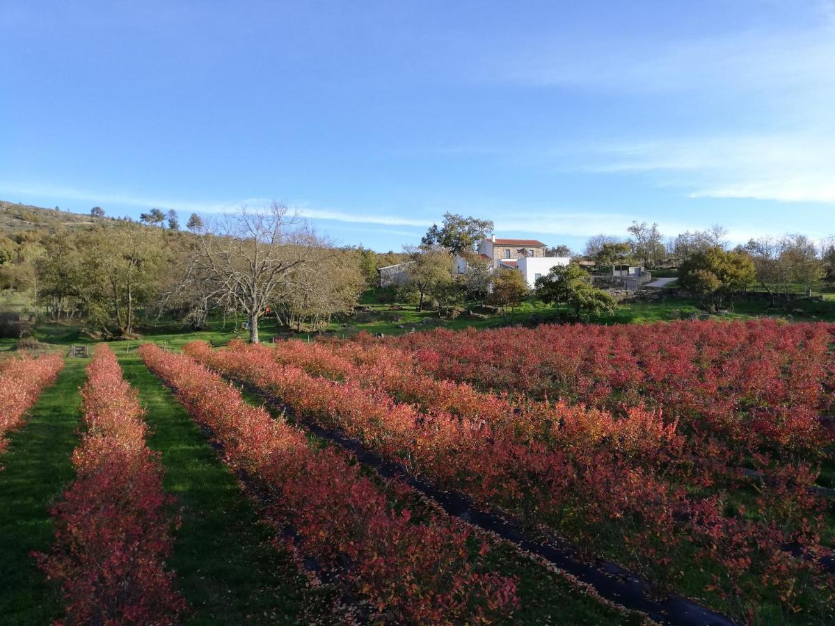 Quinta Dos Carvalhais - Serra Da Estrela Fornos de Algodres Eksteriør bilde